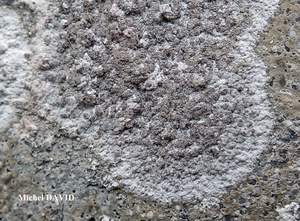 Dirina massiliensis Durr. & Mont. forma sorediata (Müll. Arg.) Tehler Taxon atlantique des murs en pierres peu acides ou en ciment.